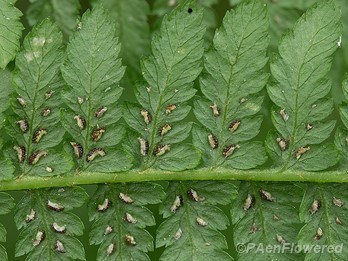 Pinnules with sori and veining
